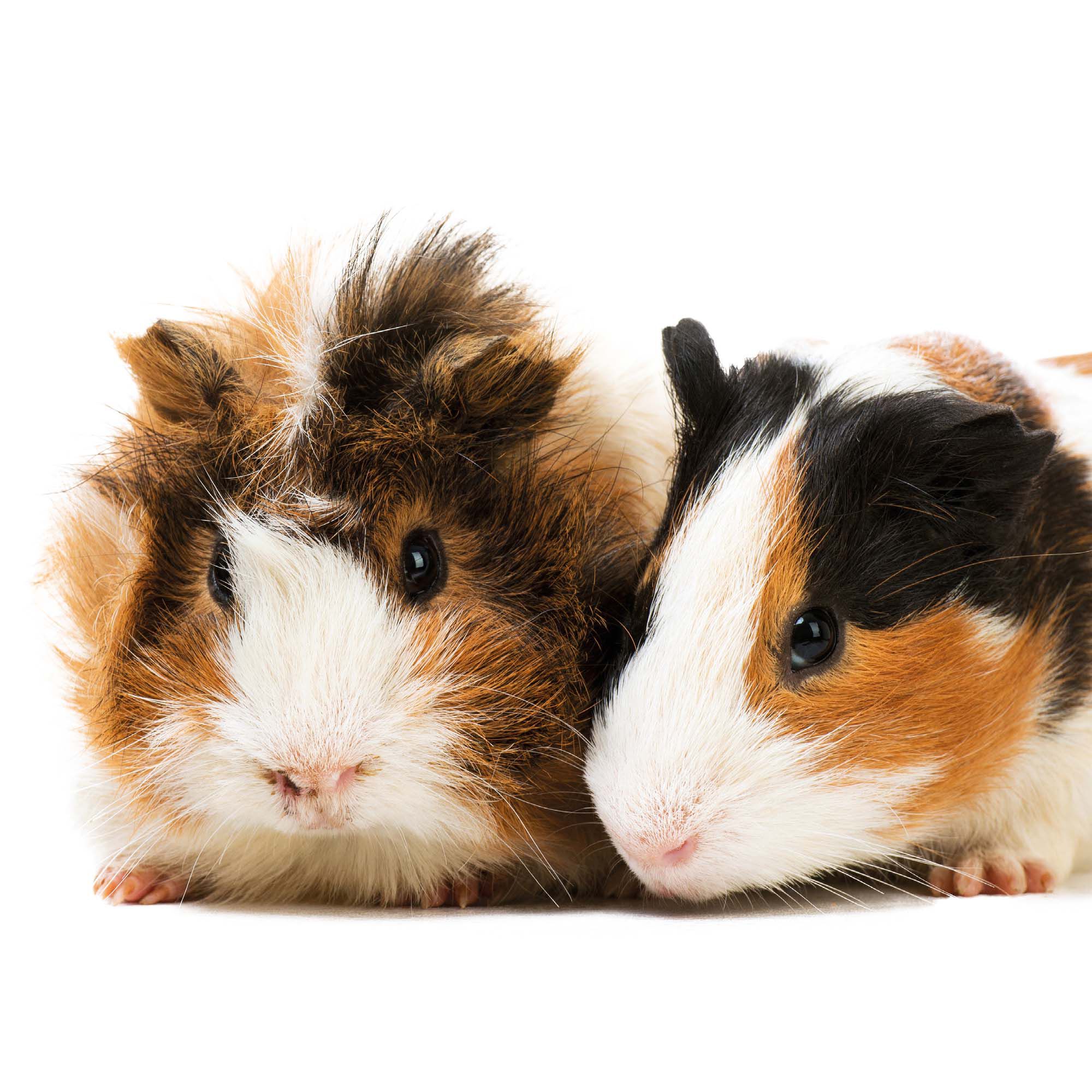 Beaphar Vitamine C tabletten - 7.00x4.50x4.50 cm