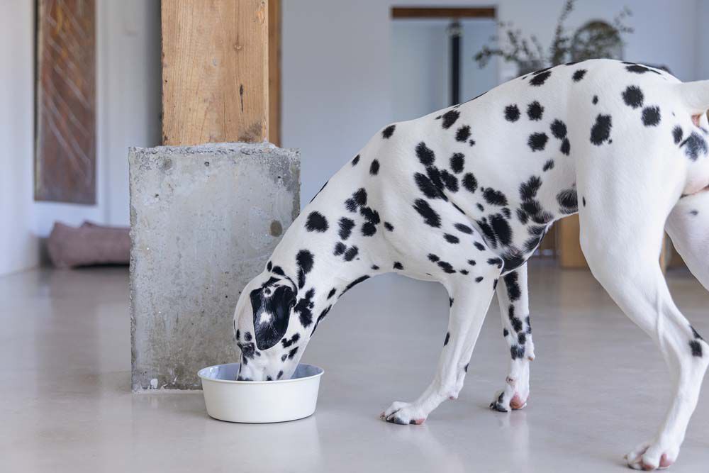 Designed by Lotte Vive - Hondenvoerbak - Wit - 20 cm