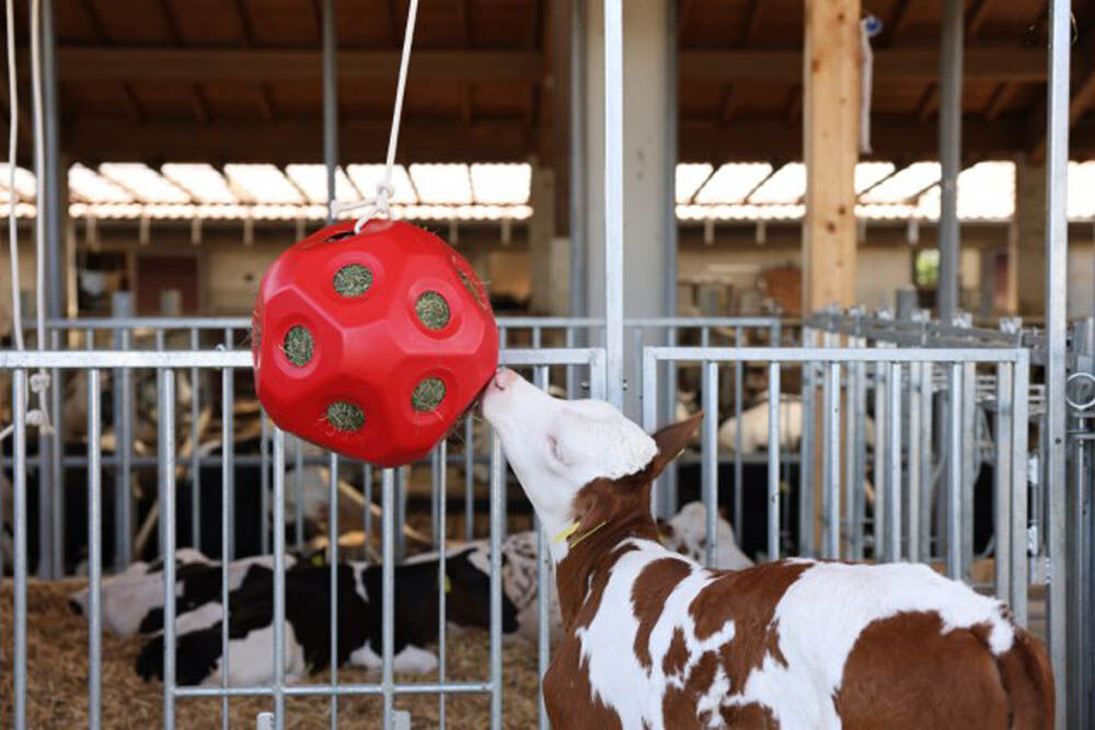 Kerbl Grote paarden - Voerspeelbal - Rood