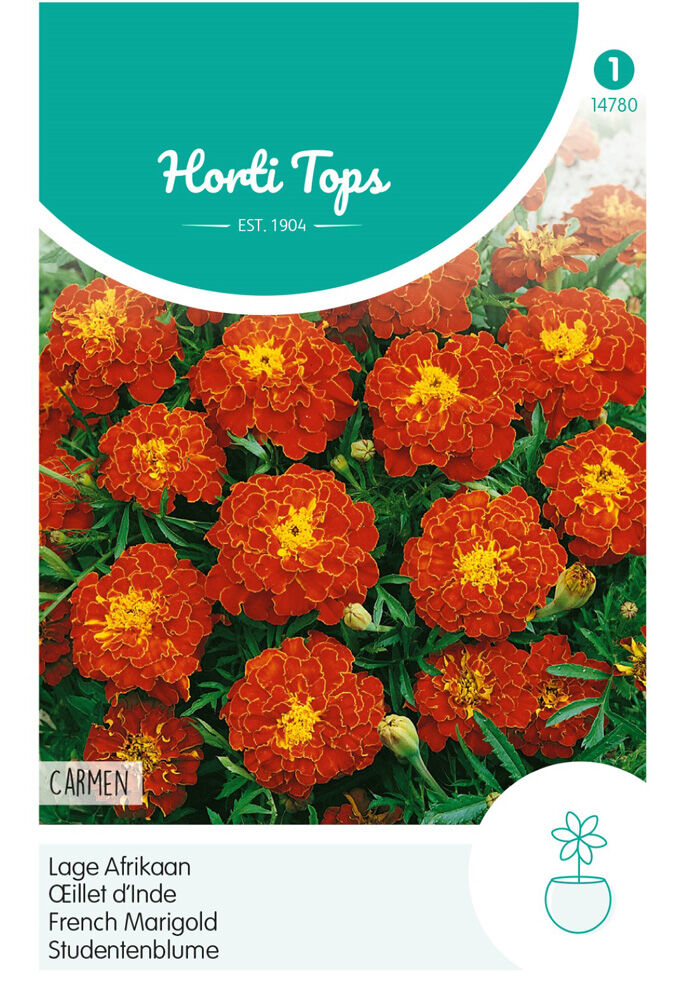 Hortitops Lage Afrikaan Carmen - Bloemzaden Hortitops Lage Afrikaan Carmen - Bloemzaden