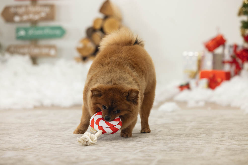 Beeztees Lolly Flostouw - Kerst Hondenspeelgoed - 37x11x5.3 cm