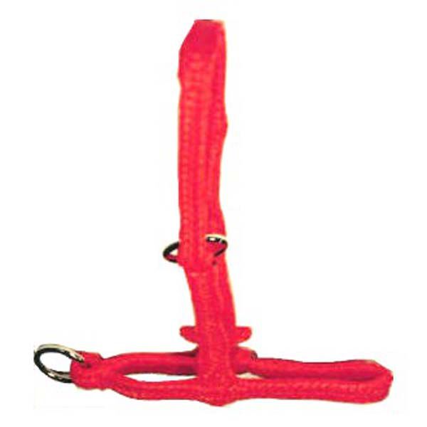 Halster Koe Halster Koe