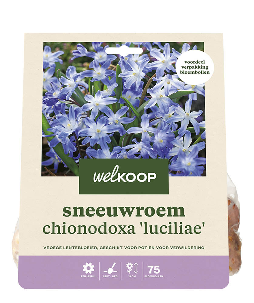 Welkoop  Conny - Bloembollen Welkoop  Conny - Bloembollen