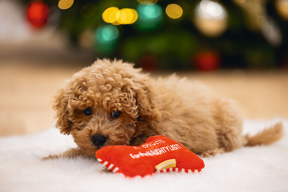 Beeztees Kerst Bot Knuffel - Hondenspeelgoed - rood - 24.8x9.8x4 cm