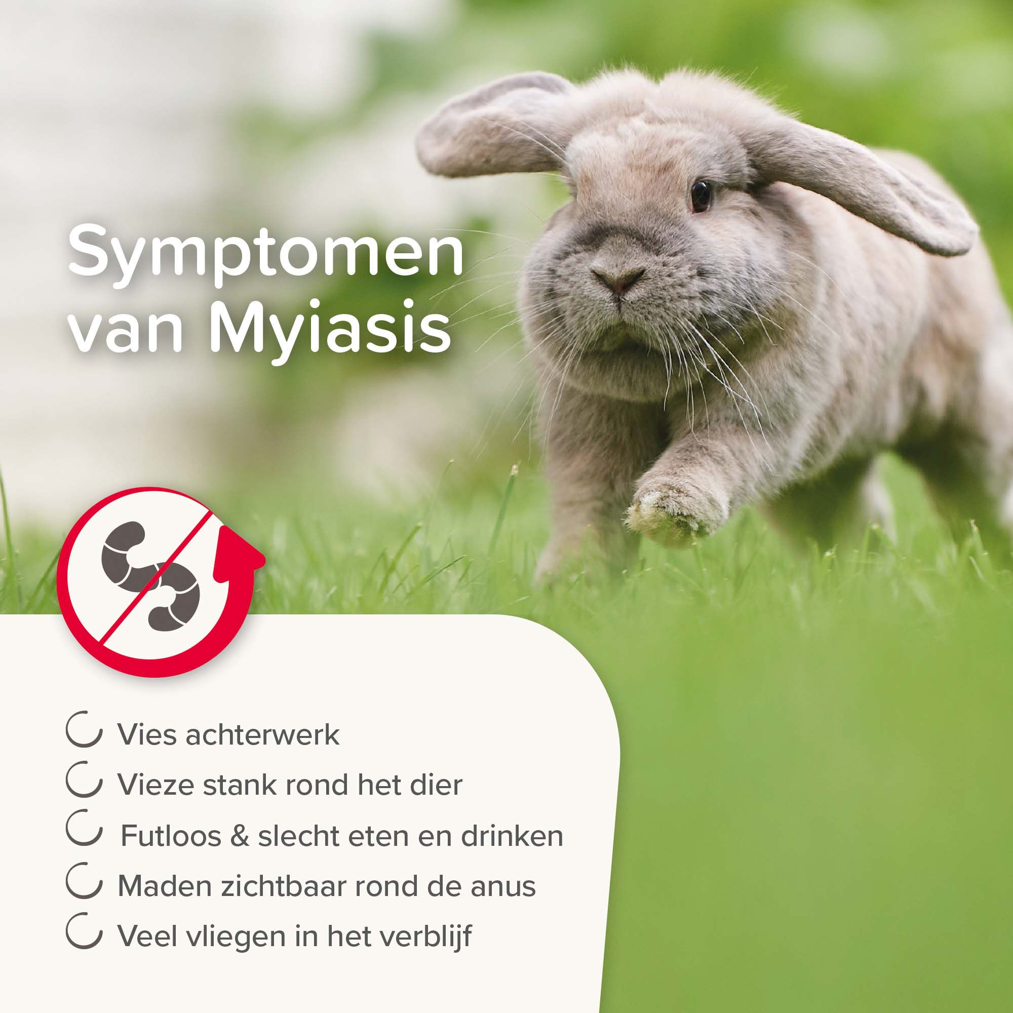 Beaphar Anti-Myiasis  (madenziekte)  - Diergeneesmiddel - 75 - 16.1x4.5x4.5 cm