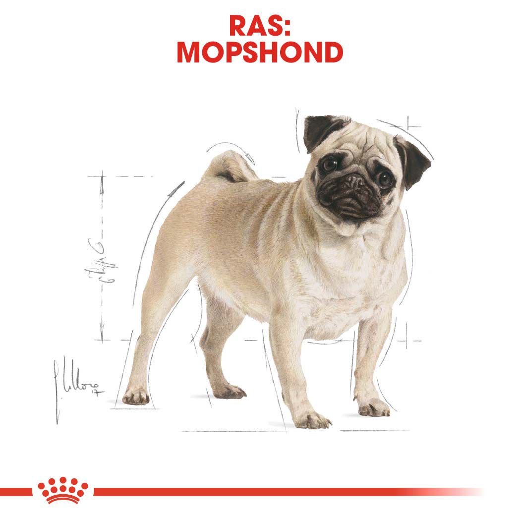 Royal Canin Mopshond Adult - Hondenvoer - 3 - gevogelte