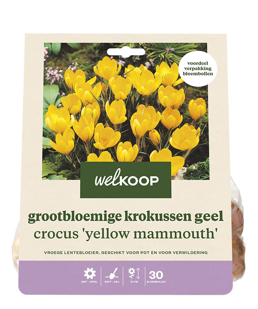 Welkoop Krokus Niene - Bloembollen Welkoop Krokus Niene - Bloembollen