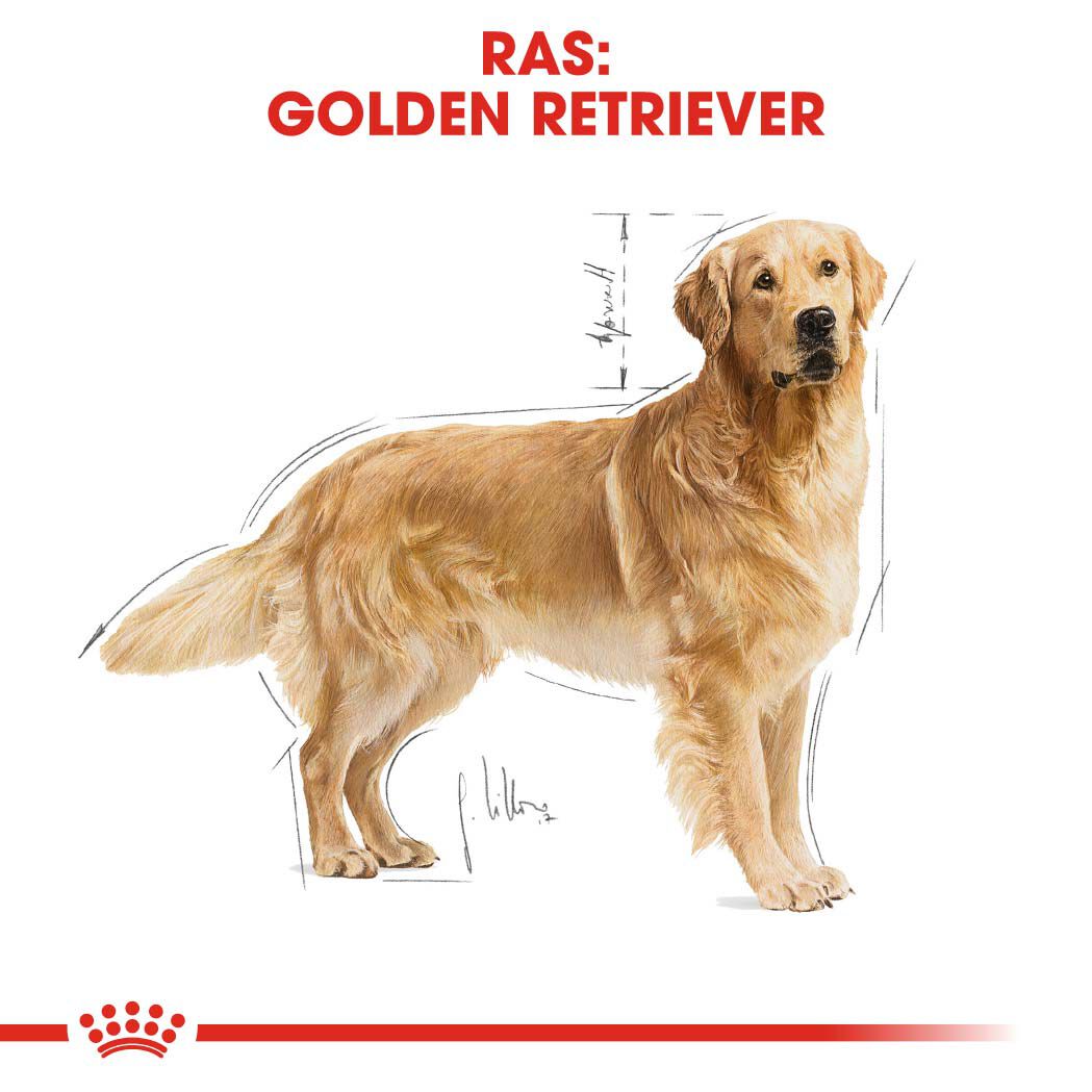 Royal Canin Golden Retriever Adult - Hondenvoer - 3 - gevogelte
