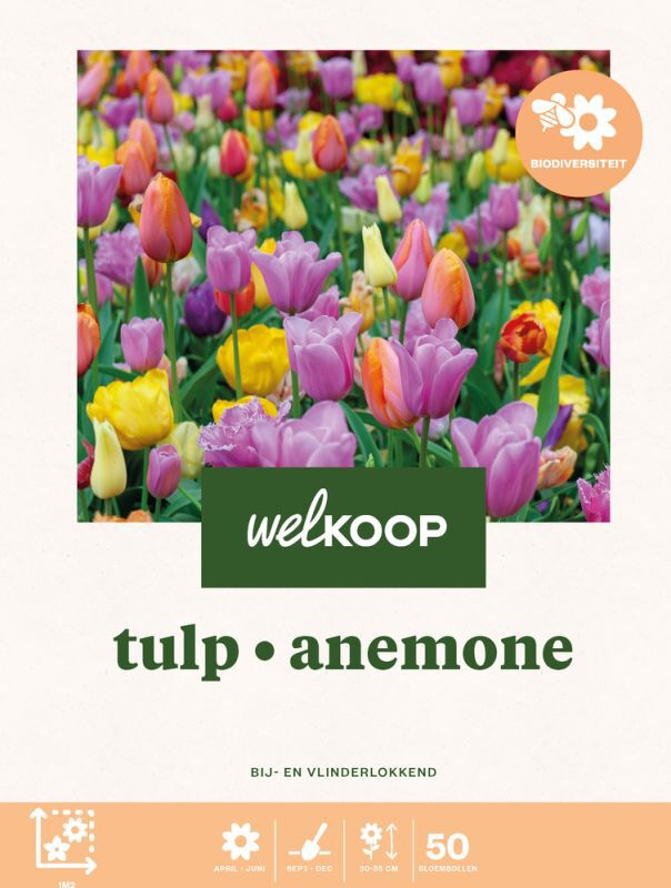 Welkoop Tulp Anemone - Biodiversiteit - Bloembollen Welkoop Tulp Anemone - Biodiversiteit - Bloembollen