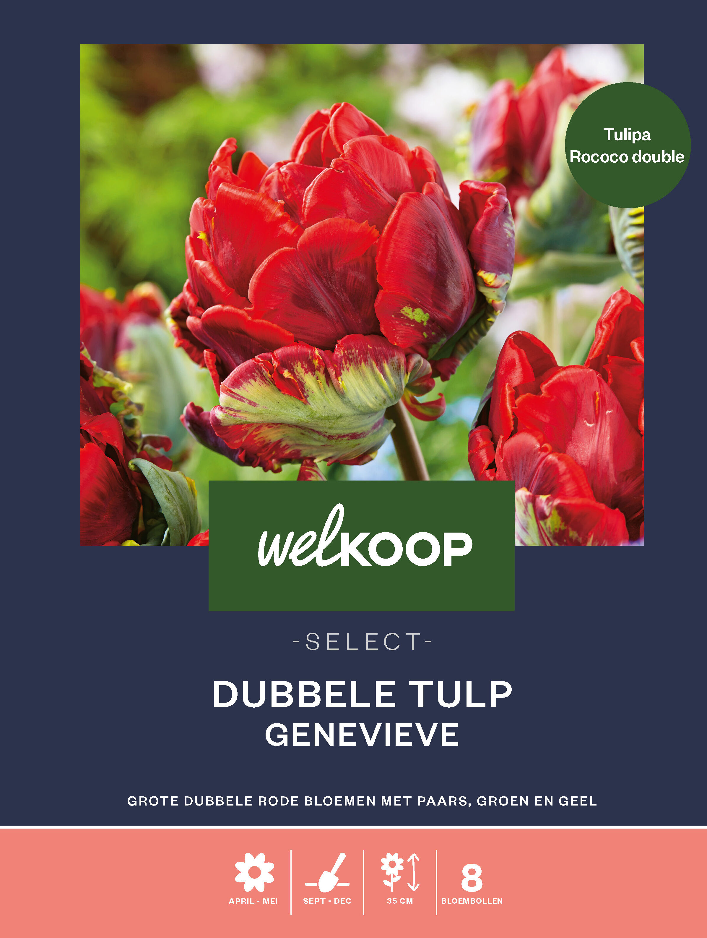 Welkoop Select Dubbele Tulp Genevieve - Bloembollen Welkoop Select Dubbele Tulp Genevieve - Bloembollen