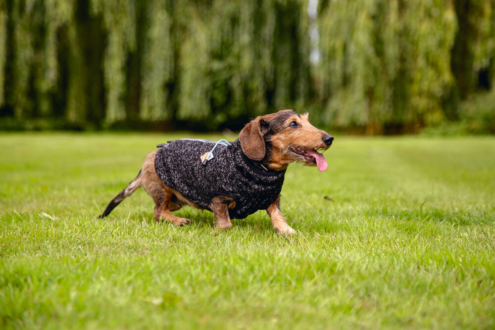 Beeztees Celia - Hondentrui - donkergrijs - 32 cm - S/m