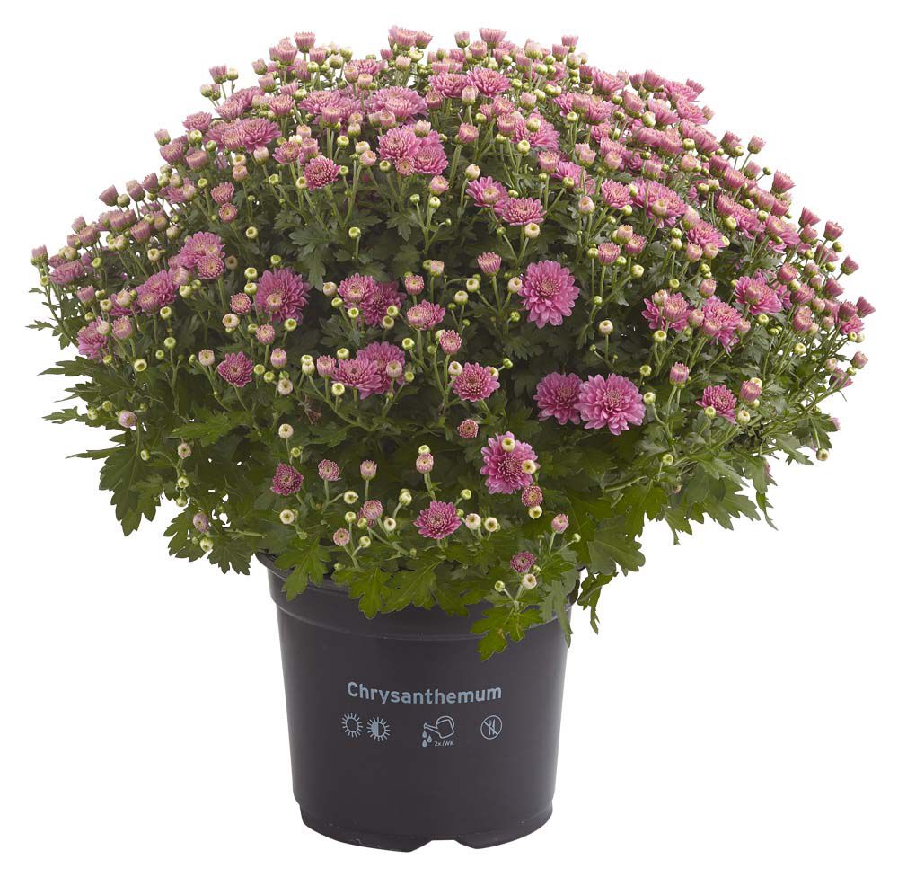 Bolchrysant - Eenjarige plant - Diverse kleuren