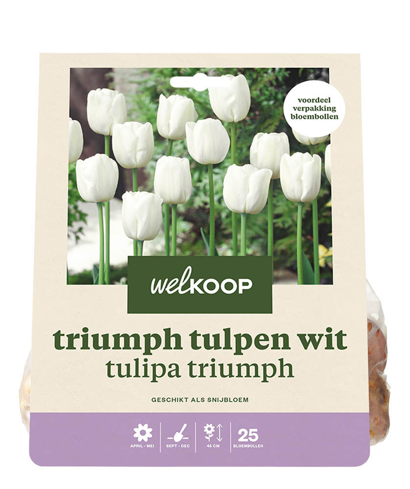 Welkoop Tulp Rita - Bloembollen Welkoop Tulp Rita - Bloembollen