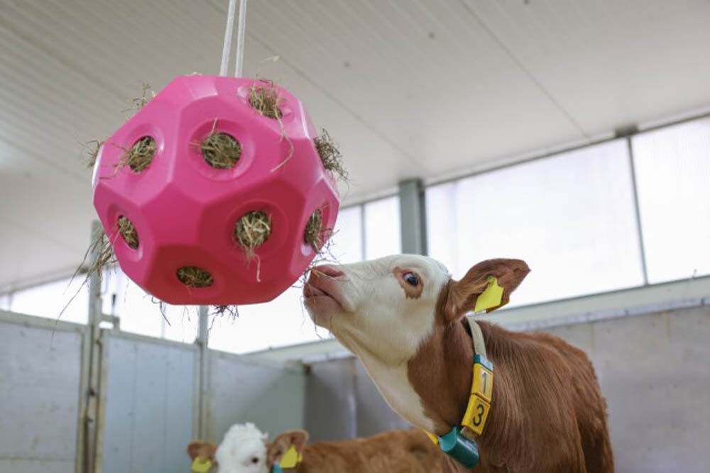 Kerbl Grote paarden - Voerspeelbal - Roze