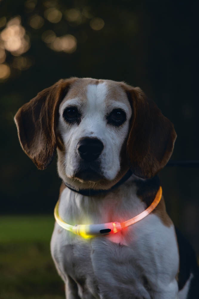 Beeztees Dogini USB - Lichtgevende halsband Hond - 65 cm - 30.50 cm - multi - 10 mm - 21.00 cm - 65.00 cm