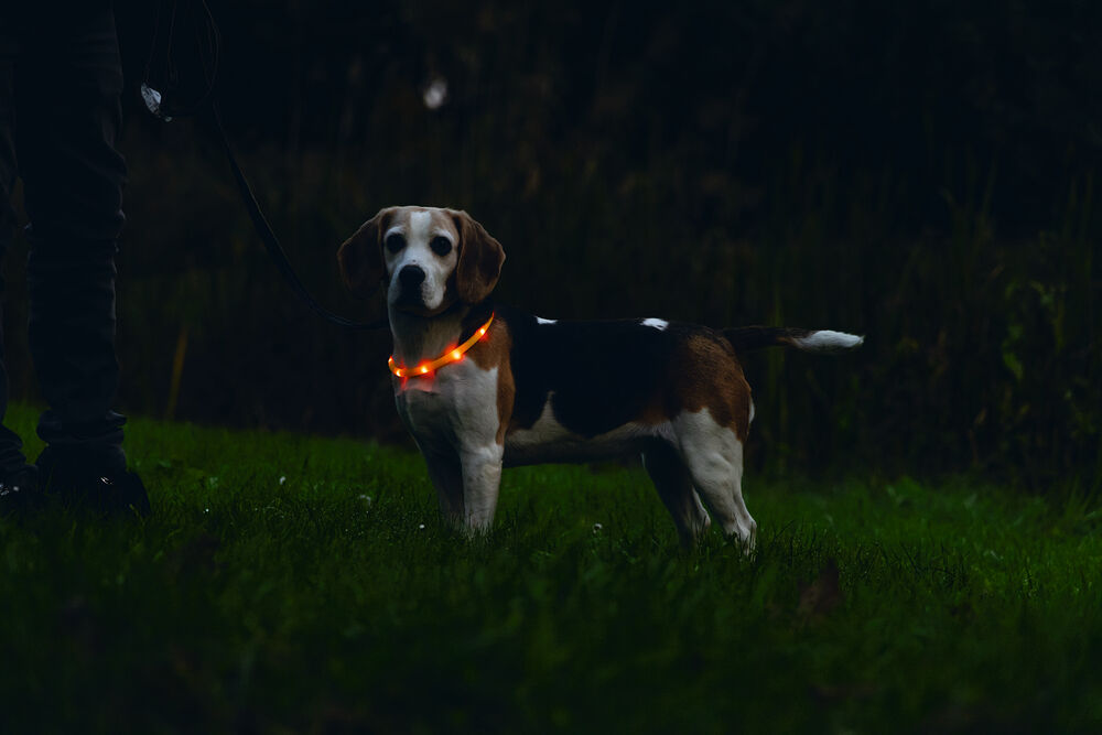 Beeztees Dogini USB - Lichtgevende Halsband  - Hond - 28.00 cm - oranje - 10 mm - 20.00 cm - 70.00 cm