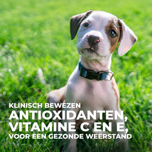 Hill's Science Plan Puppy Healty Development Medium - Hondenvoer - 12.00 - kip
