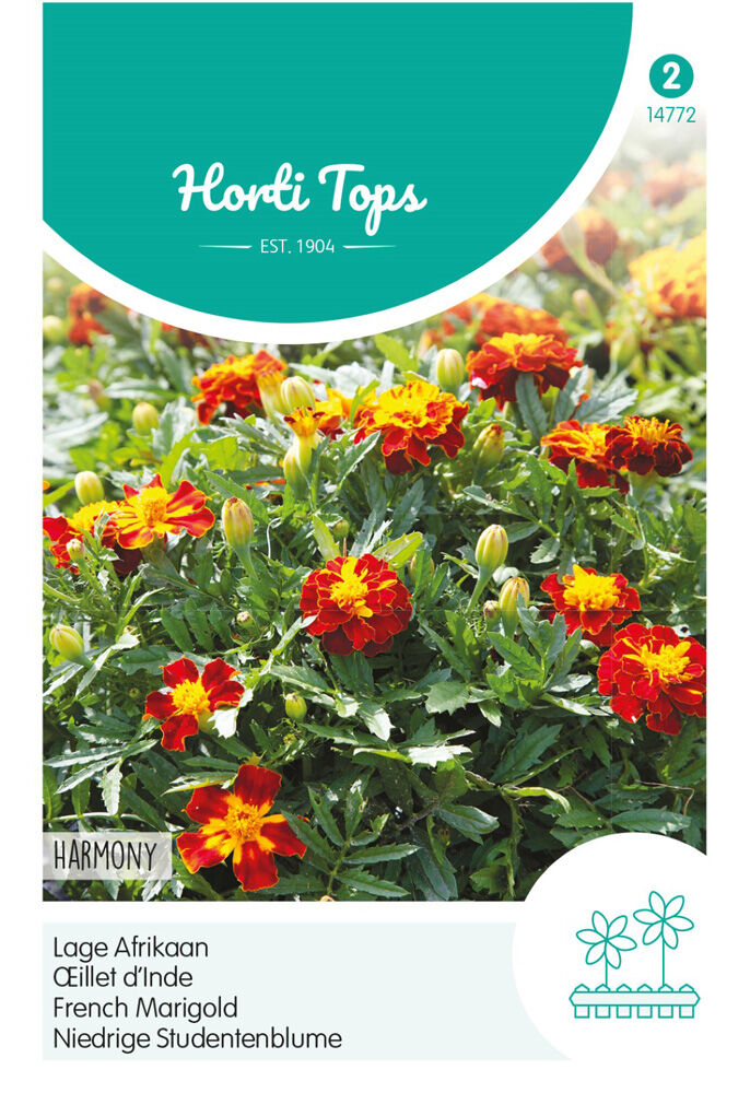 Hortitops Lage Afrikaan Harmony Boy - Bloemzaden Hortitops Lage Afrikaan Harmony Boy - Bloemzaden