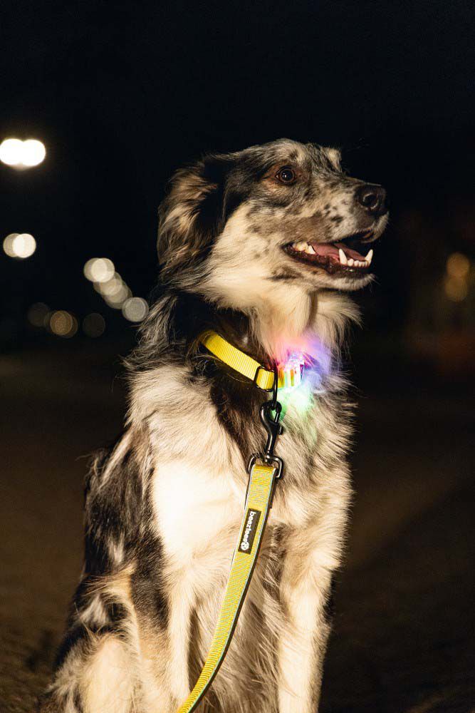Beeztees Parinca Premium LED - Veiligheidsriem Hond - geel - 20 mm - 2 cm - 150 cm