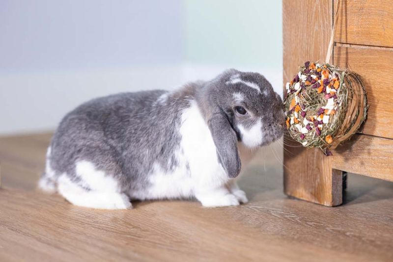 Beeztees Hooi donut - Knaagdiersnack - 65 - wortel