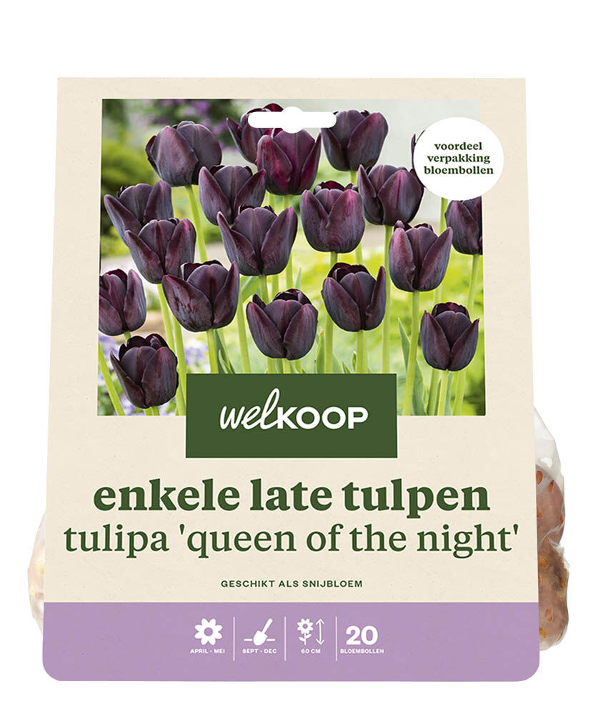 Welkoop Tulp Carlijn - Bloembollen Welkoop Tulp Carlijn - Bloembollen
