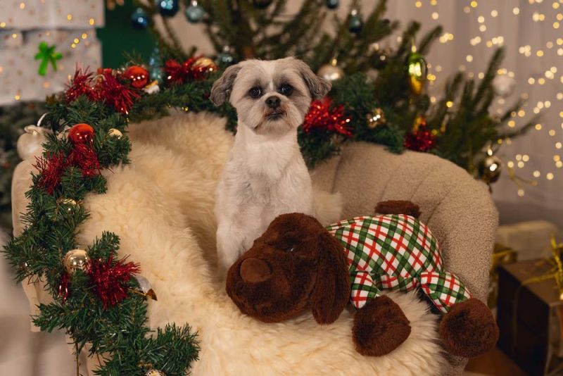 Beeztees Arrow - Knuffel - Hondenspeelgoed - Bruin - 13x46x1 cm - XL