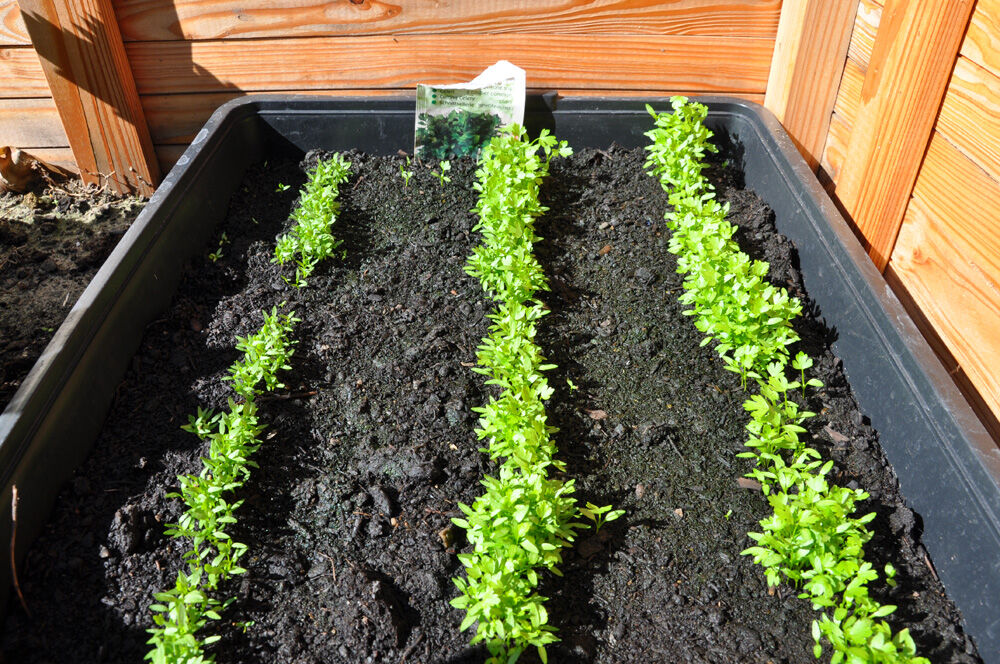 Royal Well Zaaikist 15L  - Kas accessoires - Zwart - 9x39x54 cm