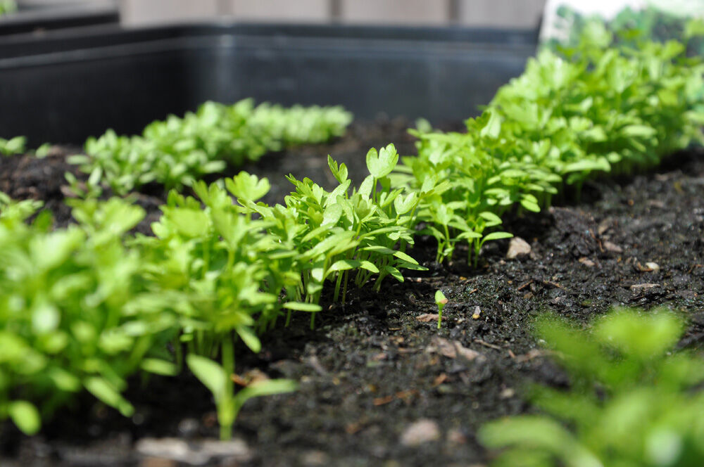 Royal Well Zaaikist 15L  - Kas accessoires - Zwart - 9x39x54 cm