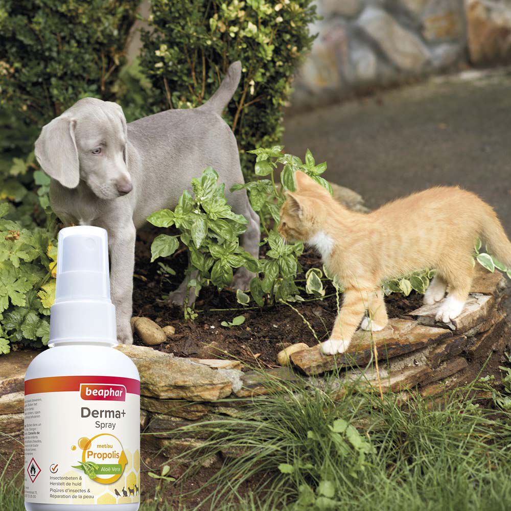 Beaphar Derma+ spray - Wondverzorging Hond - 75