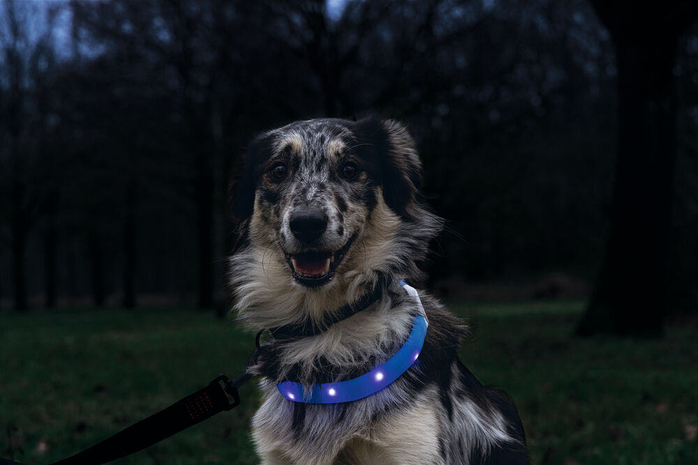 Beeztees Safety Gear Glowy USB - Lichtgevende Halsband - Hond - 26.00 cm - blauw - 25 mm - 21.50 cm - 65.00 cm