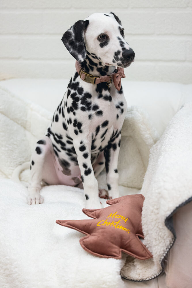 Designed By Lotte Kerstboom - Knuffel - Hondenspeelgoed - roze - 27x27x27 cm