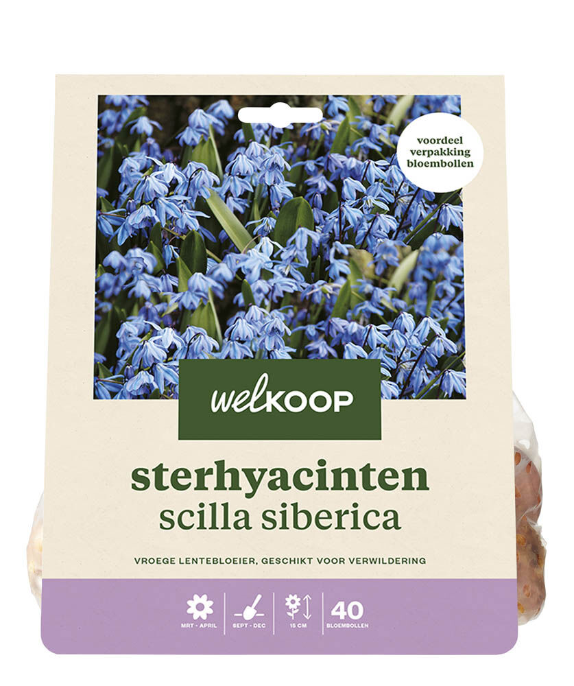 Welkoop Sterhyacint Erica - Bloembollen Welkoop Sterhyacint Erica - Bloembollen