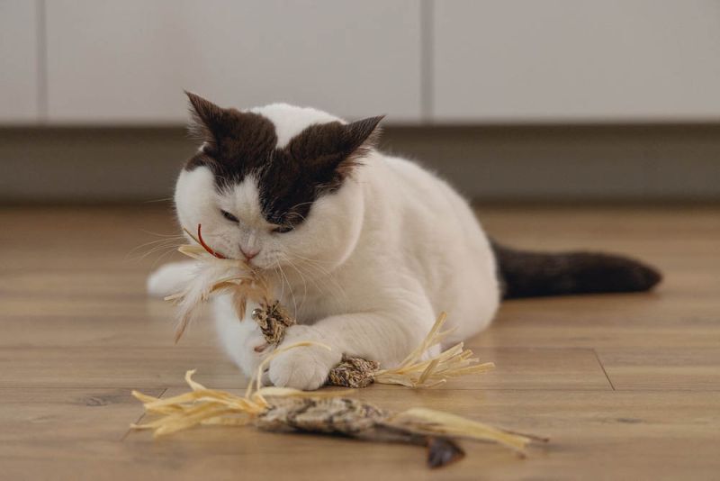 Beeztees Stick Omazo - Kattenspeeltje - Beige