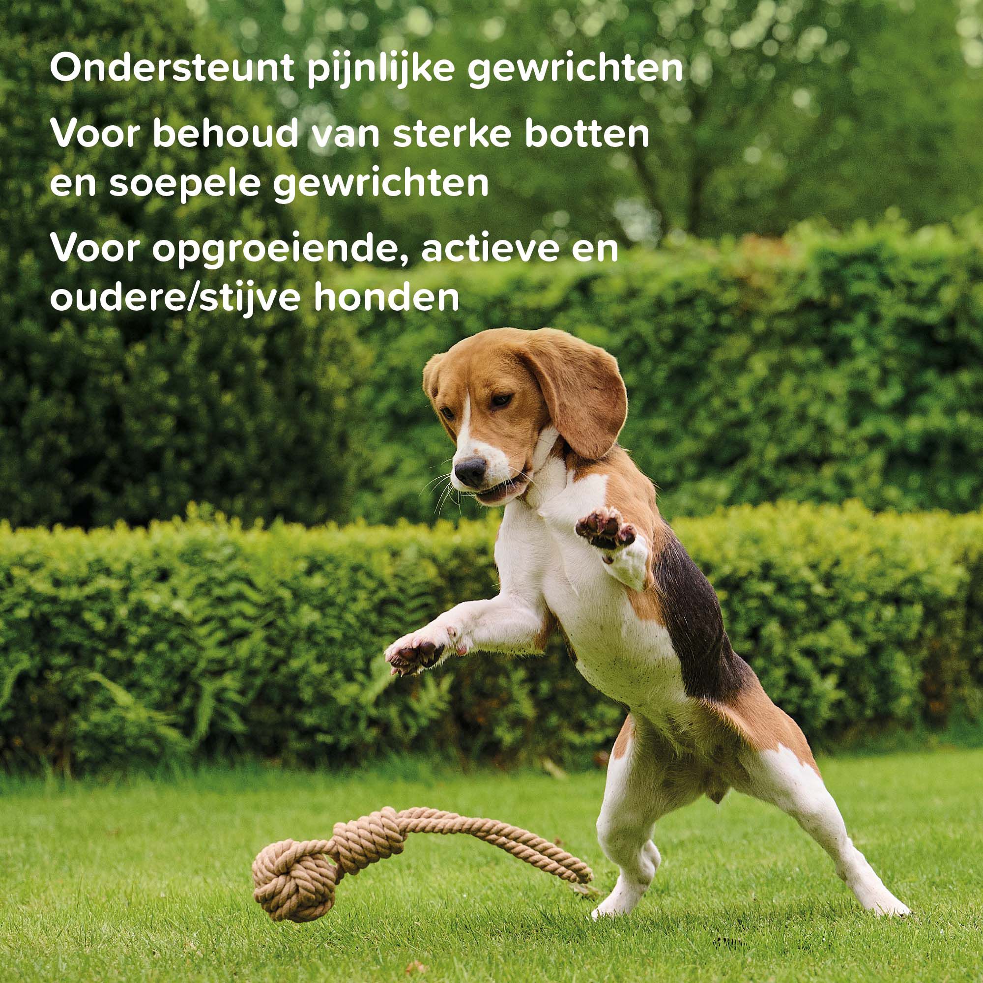 Beaphar Flexifit Chews - Gewrichten Hond - 175