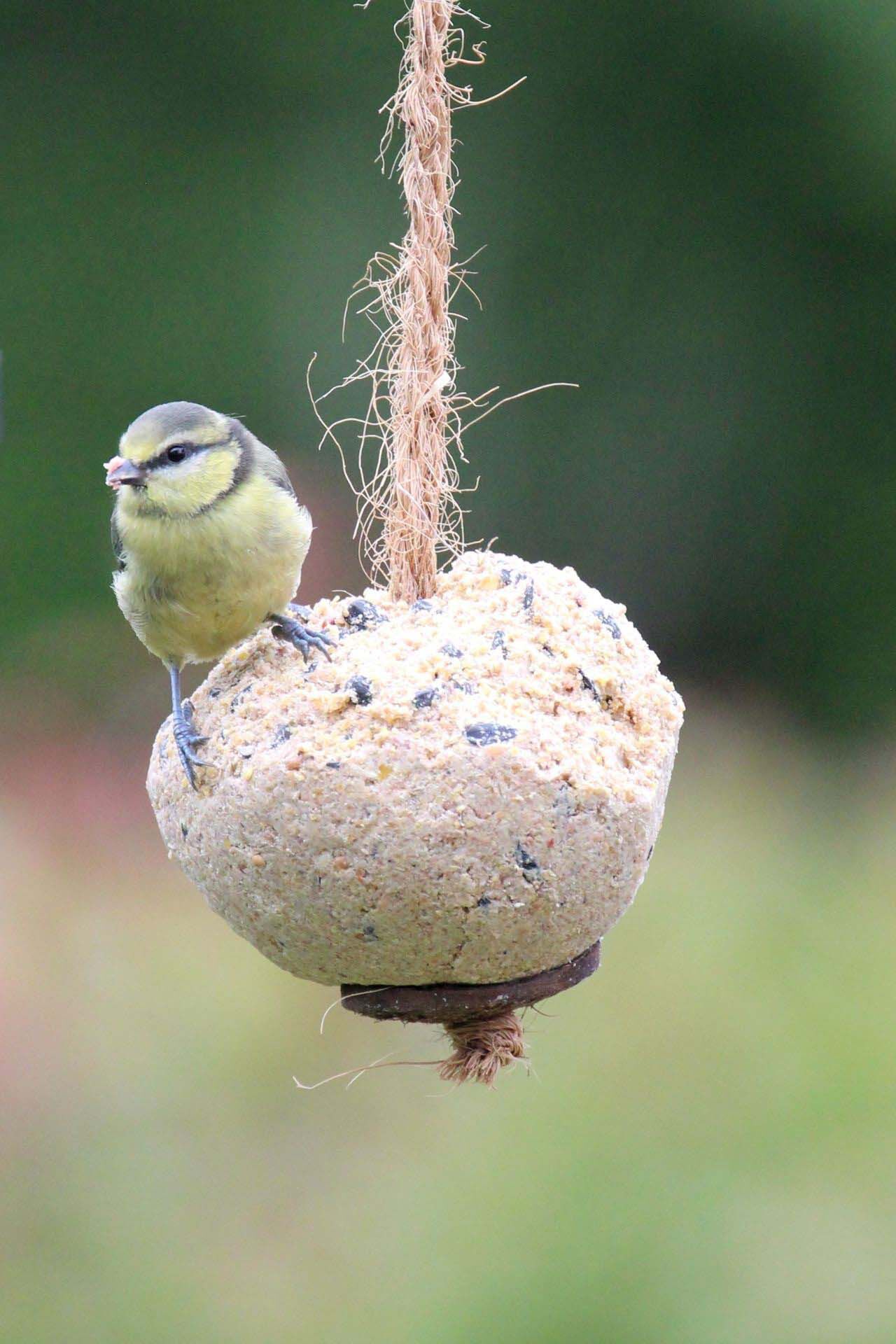 Welkoop Vetbol XXL met insecten - Tuinvogelvoer - 15.00 cm - 15.00 cm - INSECTEN - 15.00 cm