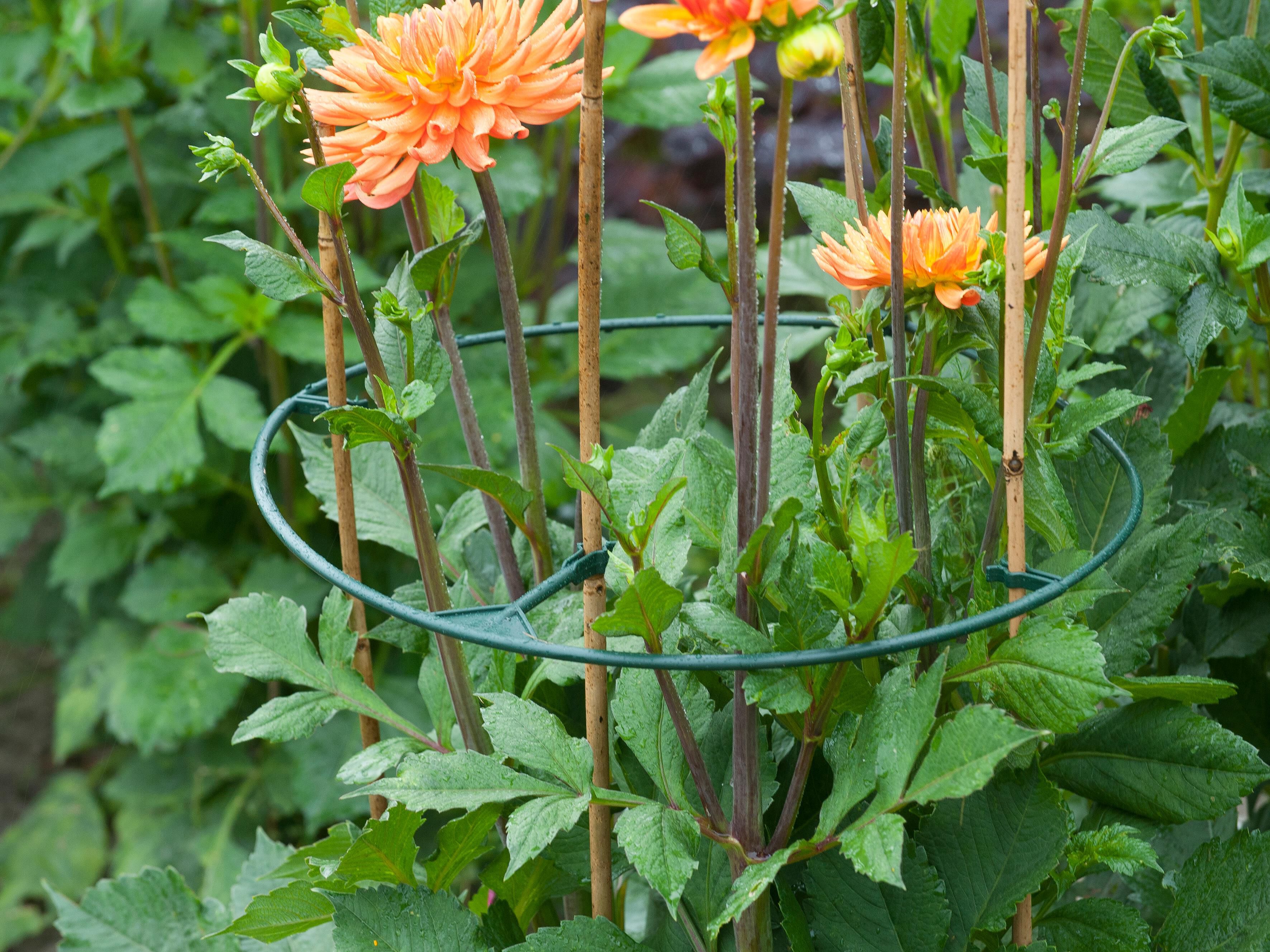 Nature Plantensteun - Klim- en Geleide Artikelen Nature Plantensteun - Klim- en Geleide Artikelen