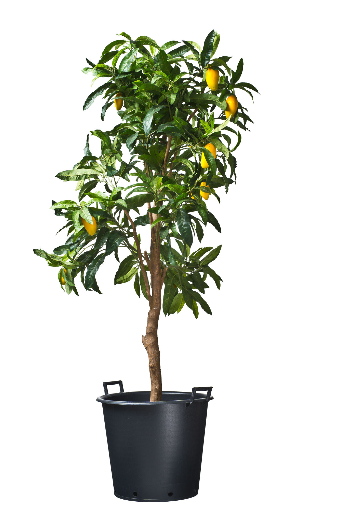 Nature Plantcontainer Ritzi - Kweekbenodigdheden - 46.5x55.5x40.5 cm Nature Plantcontainer Ritzi - Kweekbenodigdheden - 46.5x55.5x40.5 cm