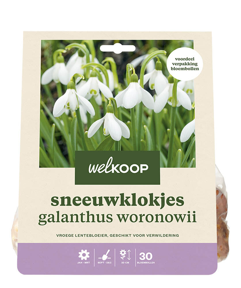 Welkoop Sneeuwklokje Galanthus Woronowii  - Bloembollen Welkoop Sneeuwklokje Galanthus Woronowii  - Bloembollen