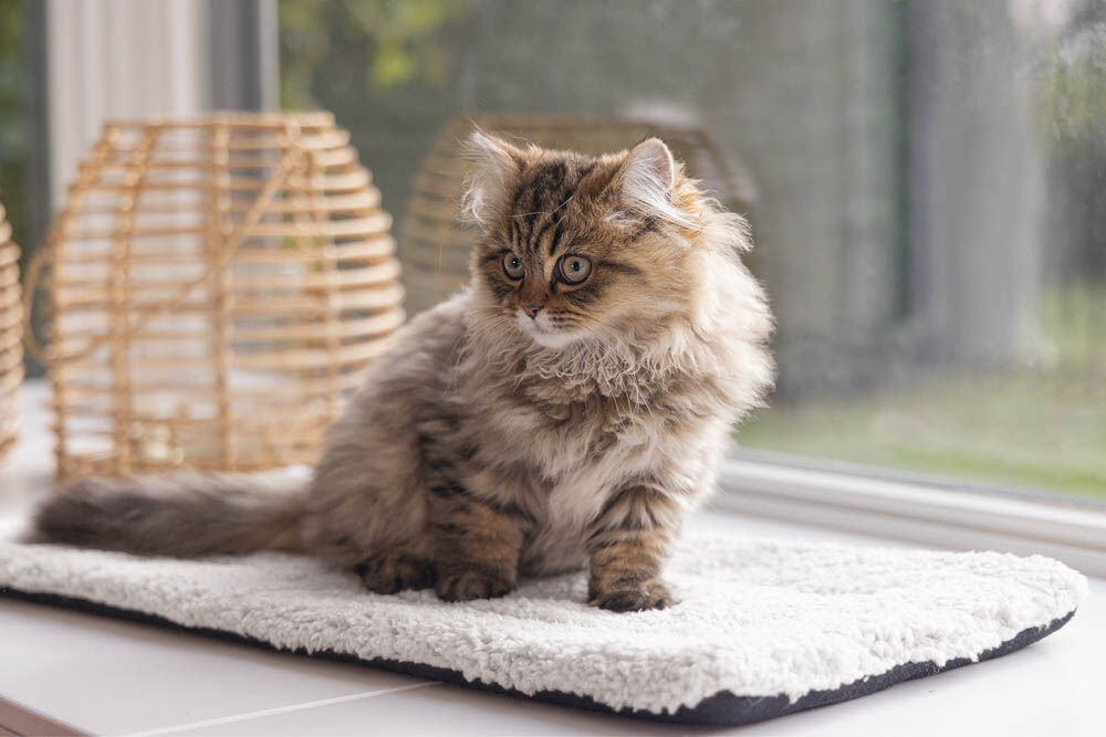 Beeztees Moos - Vensterbankmat - Wit - 3x27x1 cm