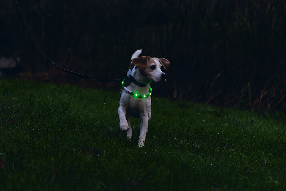 Beeztees Dogini USB - Lichtgevende Halsband  - Hond - 28.00 cm - groen - 10 mm - 20.00 cm - Medium - 70.00 cm