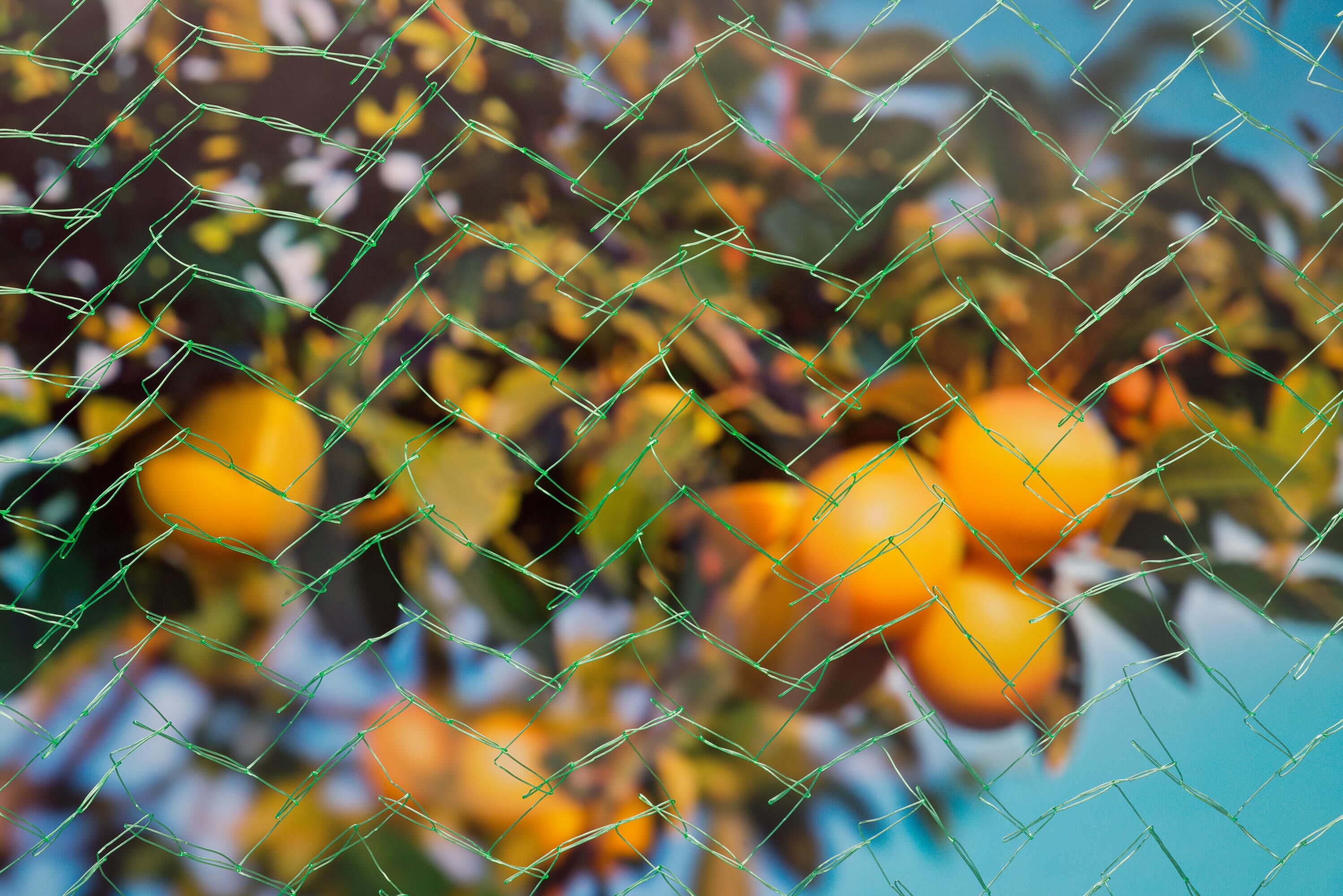 Nature Tuinnet Mono - Plantbescherming - 5x2 meter - Groen - 15.00x11.00x11.00 cm