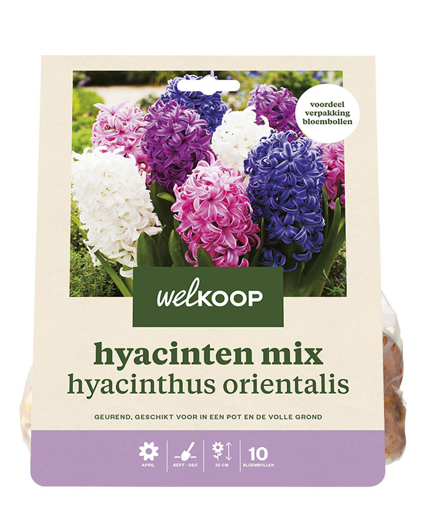 Welkoop Hyacinten mix Angela - Bloembollen Welkoop Hyacinten mix Angela - Bloembollen