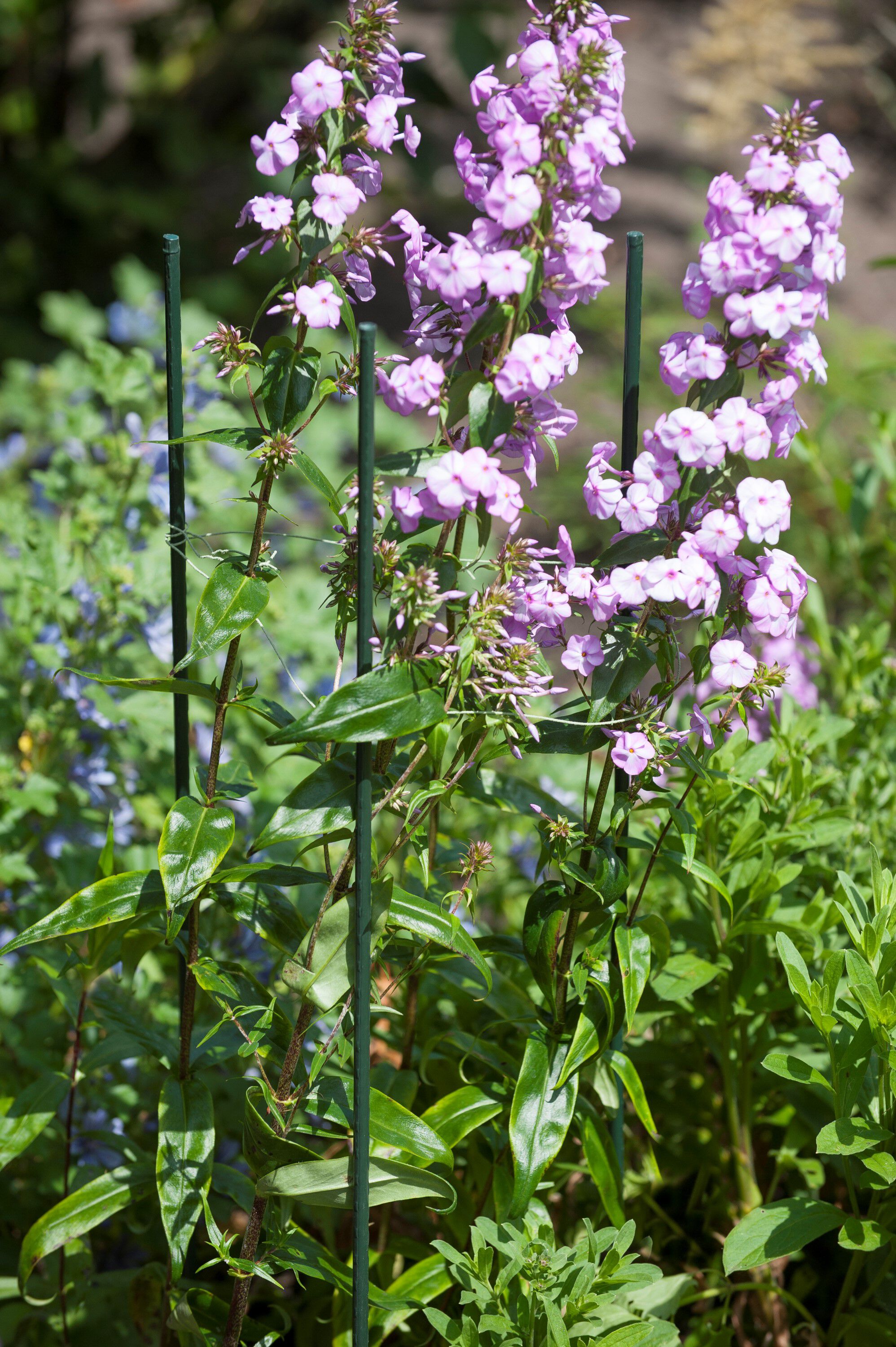 Nature Plantenstok - Klim- en Geleide Artikelen - 270x2x2 cm - 20 cm - 270 cm