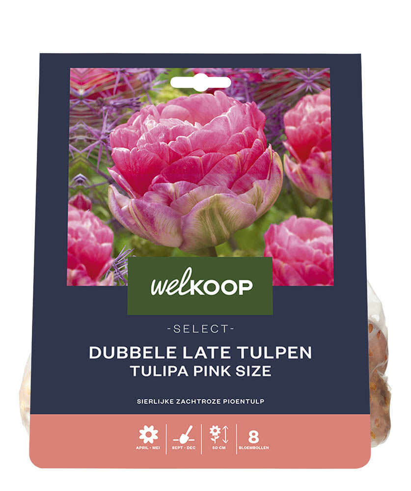 Welkoop Select Dubbele Tulp Rosan - Bloembollen Welkoop Select Dubbele Tulp Rosan - Bloembollen