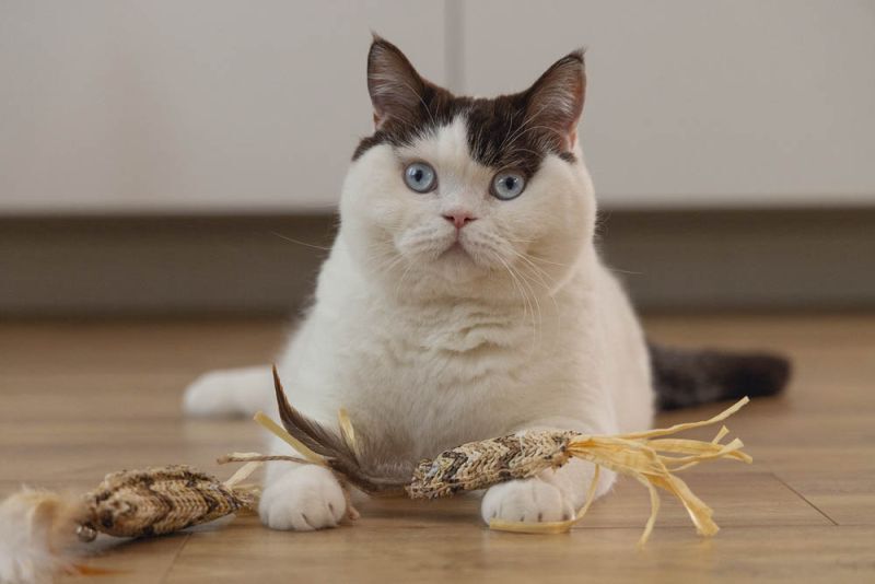 Beeztees Stick Omazo - Kattenspeeltje - Beige