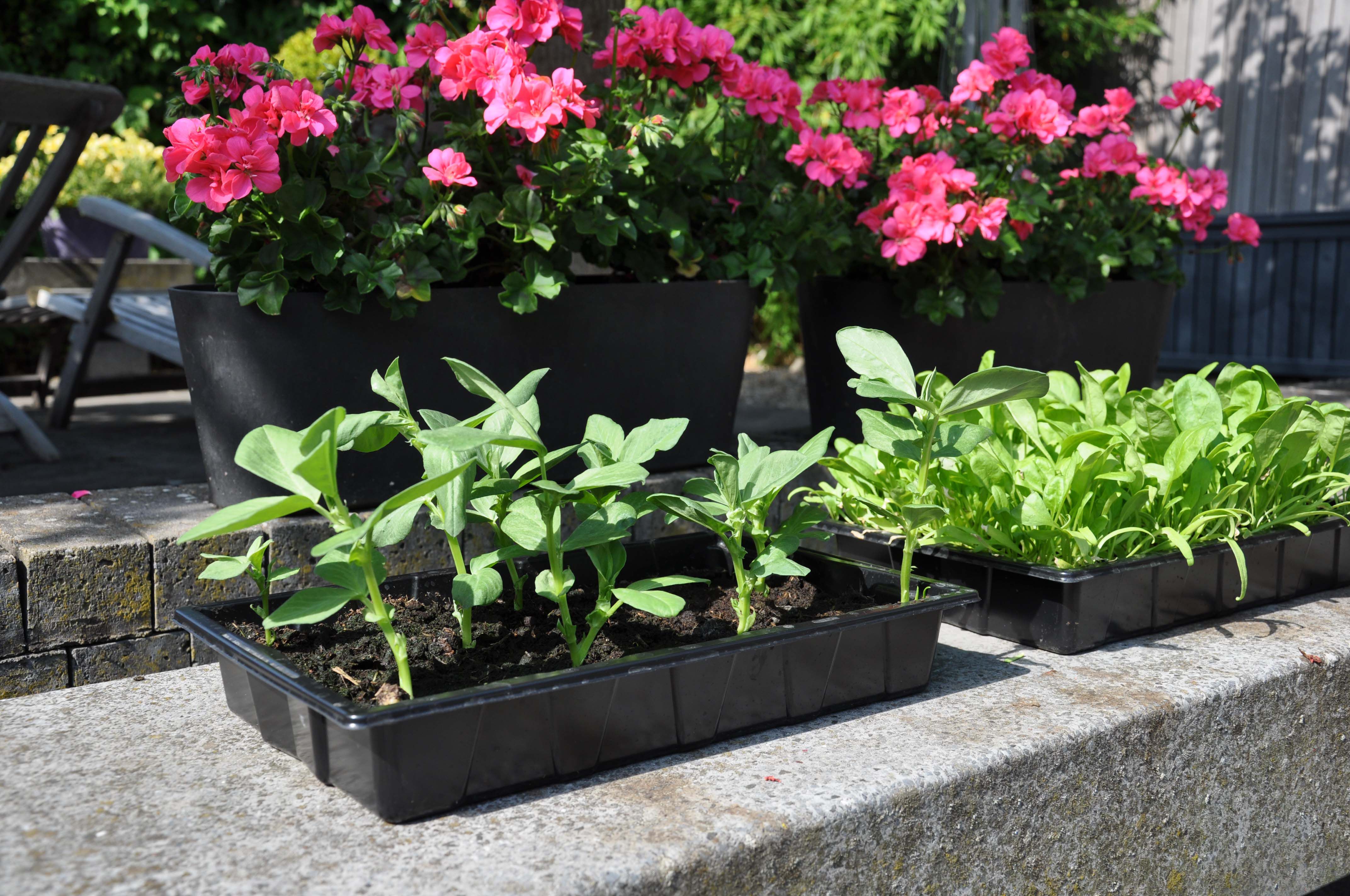 SLIM KWEKEN Zaaibak 'seed tray' 12 stuks - Kas accessoires