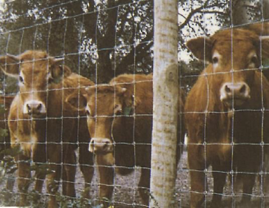 Betafence - Ursus Heavy Zincalu Super - Geknoopt schapengaas met specifieke ursusknoop - Verzinkt - 80 cm - 106x28x28 cm - 500 cm