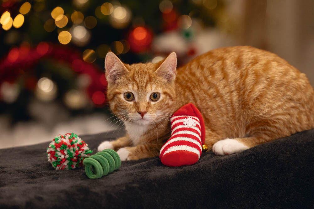 Beeztees Kerstfun - Kerst kattenspeeltje - 21.50 cm - 10.00 cm - 3.50 cm