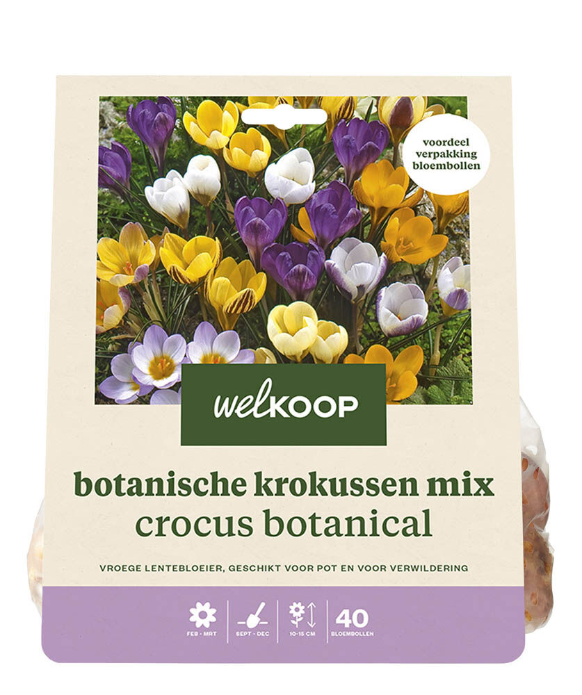 Welkoop Krokus Alinde - Bloembollen Welkoop Krokus Alinde - Bloembollen