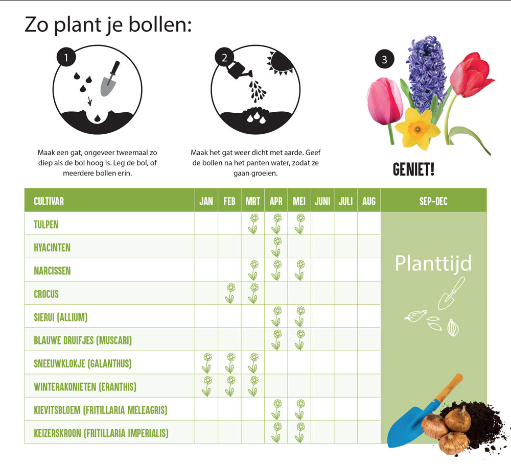 Florex Narcissen Voordeelverpakking  - Bloembollen